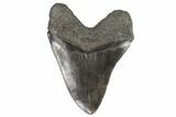 Fossil Megalodon Tooth - Georgia #101496-2